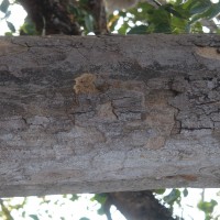 Sterculia foetida L.